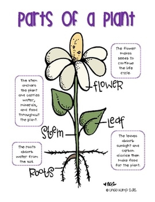 Characteristics of Plants - Ms. Molino Bancheri's Grade 1 Class
